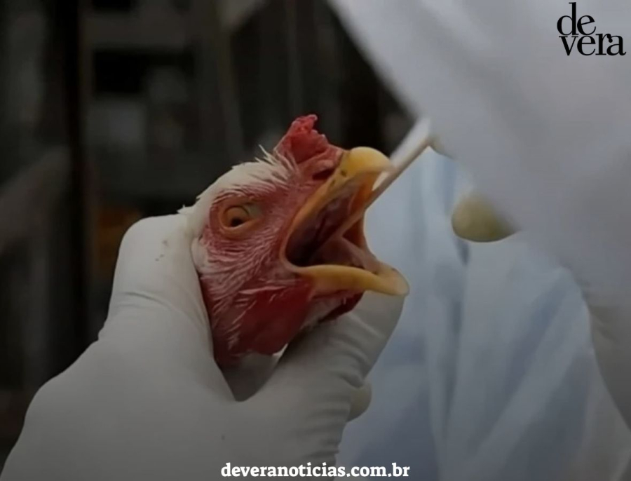 Minas Gerais decreta emergência sanitária por gripe aviária após caso confirmado na Grande BH