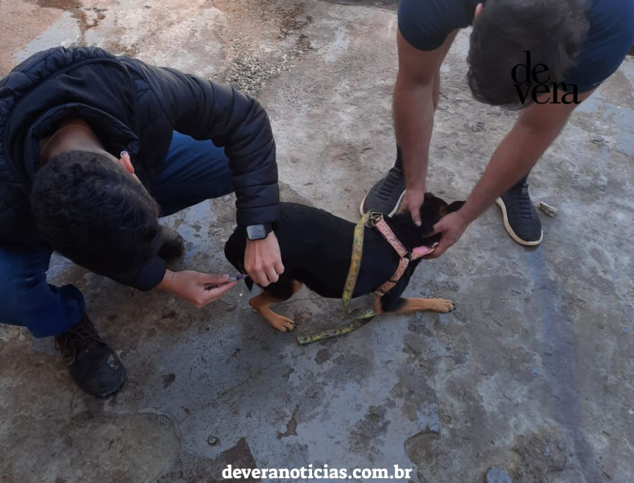 Campanha de vacinação antirrábica continua em Brumadinho, confira os próximos locais e datas para imunizar cães e gatos