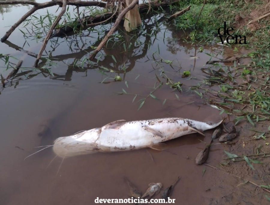 Após morte de peixes no Rio Paraopeba, autoridades investigam possível contaminação por produto químico